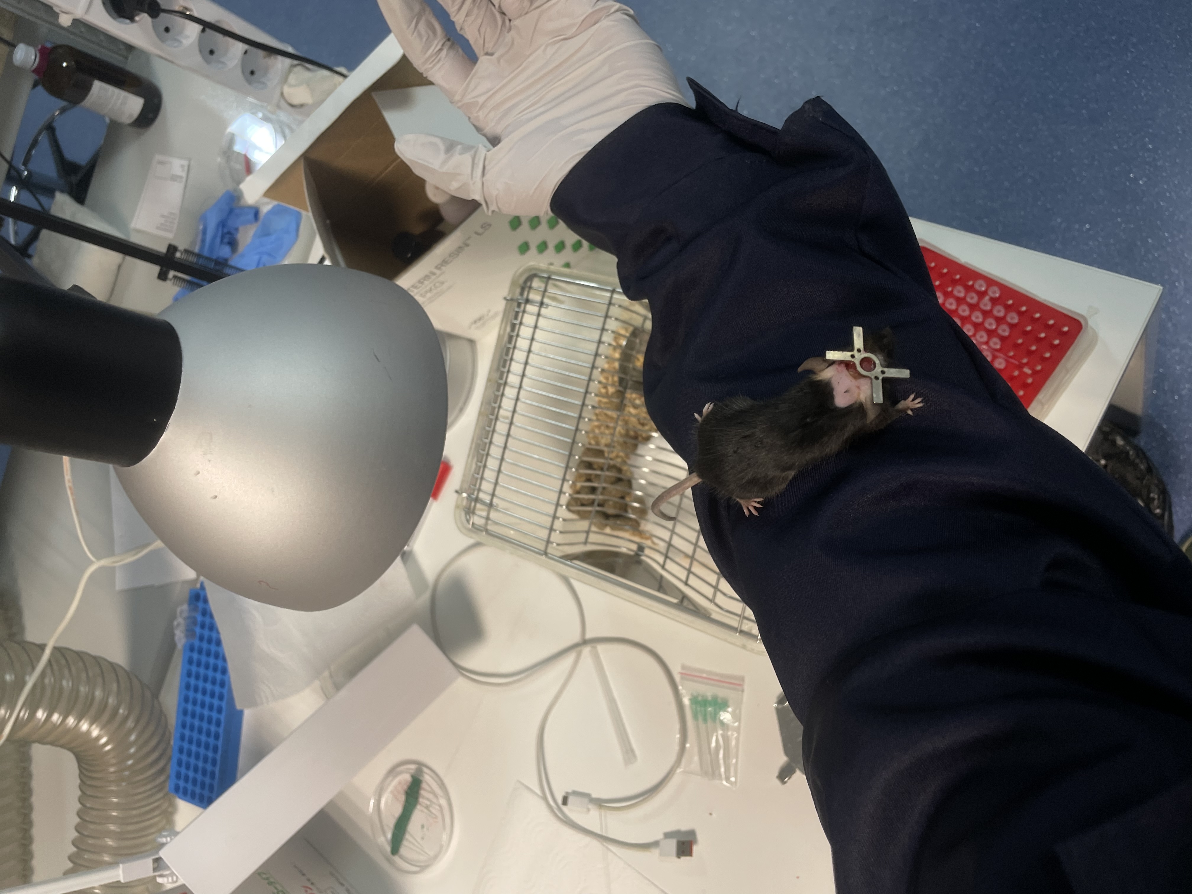 Thermogenetic experiment example